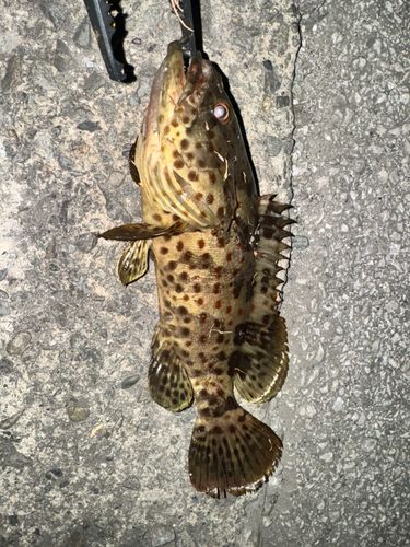チャイロマルハタの釣果