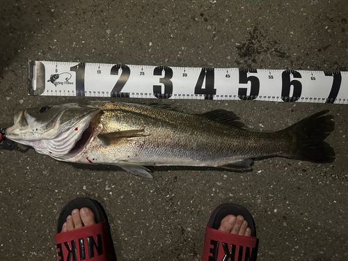 シーバスの釣果