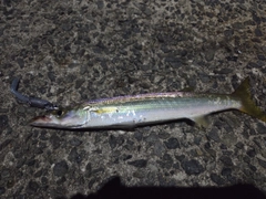 カマスの釣果