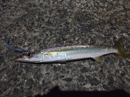 カマスの釣果