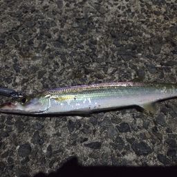 カマス