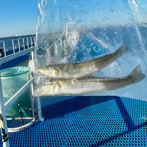 キスの釣果
