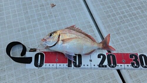 ハナダイの釣果