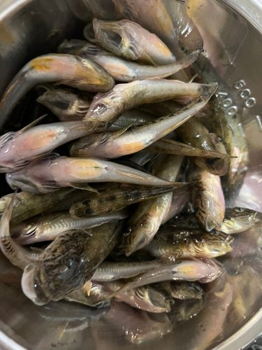 マハゼの釣果