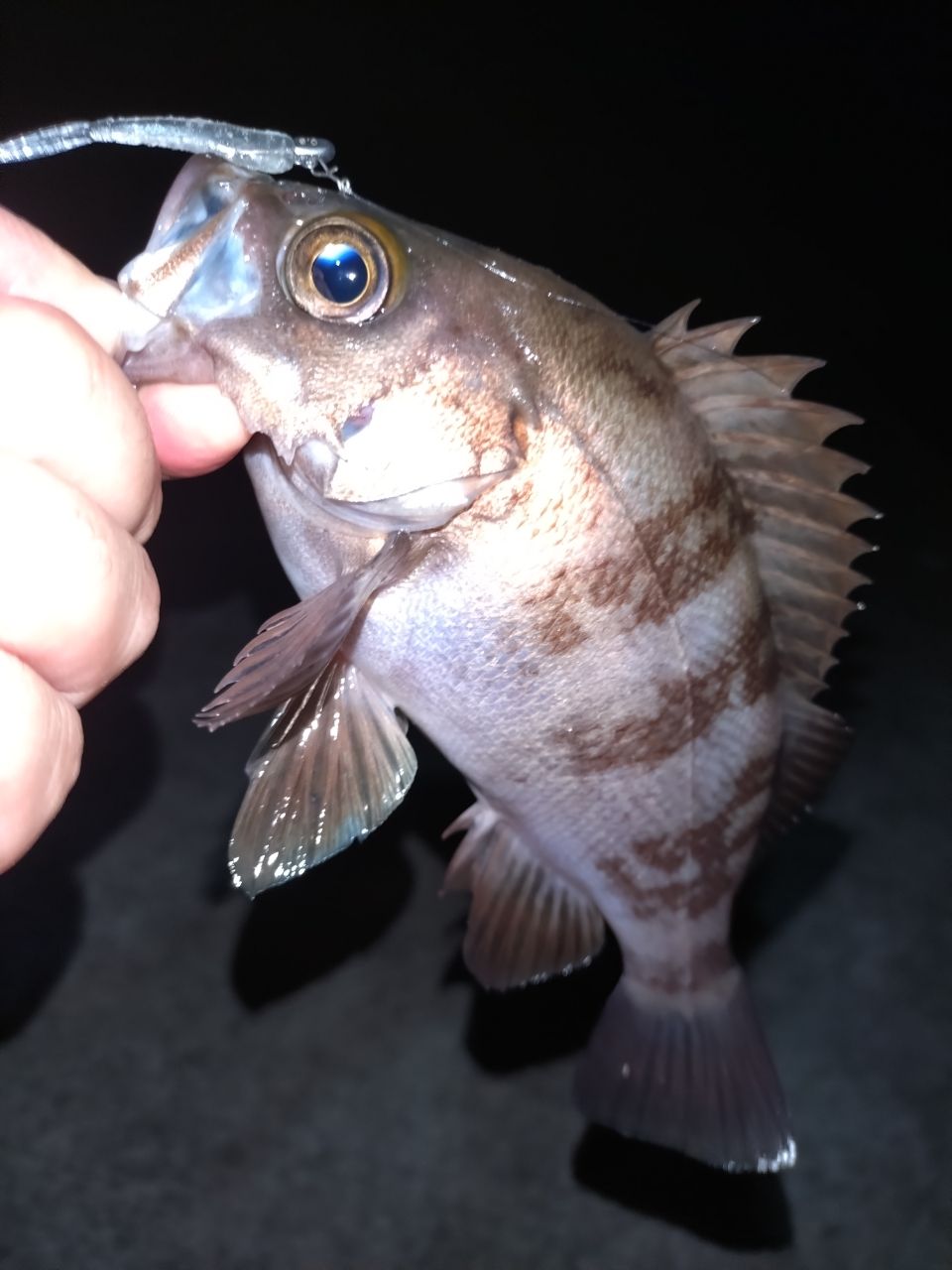 AbuGarcia ソルティーステージ プロトタイプ アジング XAJS