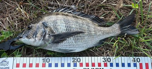チヌの釣果