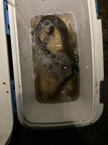 ウナギの釣果