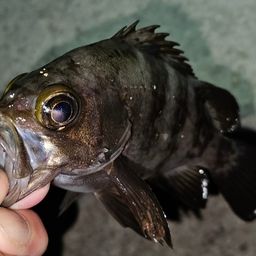 メバル