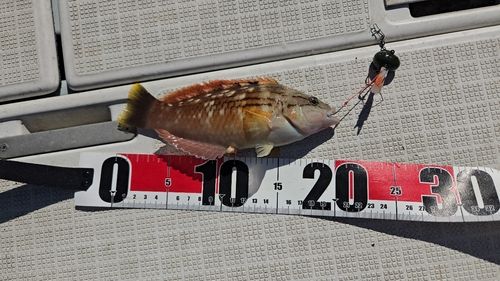 アカササノハベラの釣果