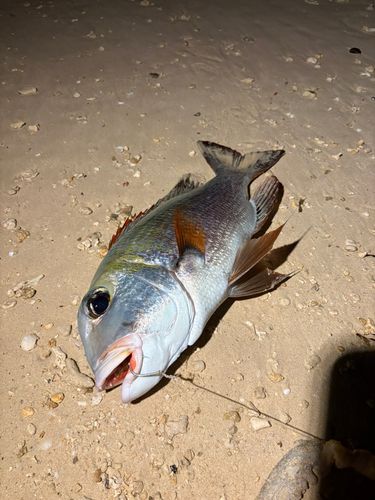 ヨコシマクロダイ