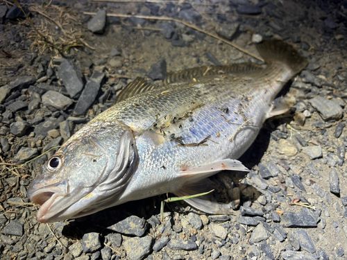 イシモチの釣果