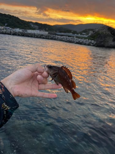 ガヤの釣果