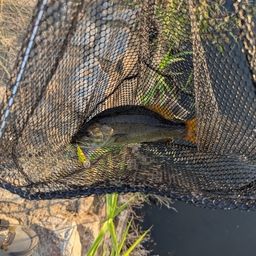 スモールマウスバス