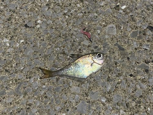 ハタンポの釣果