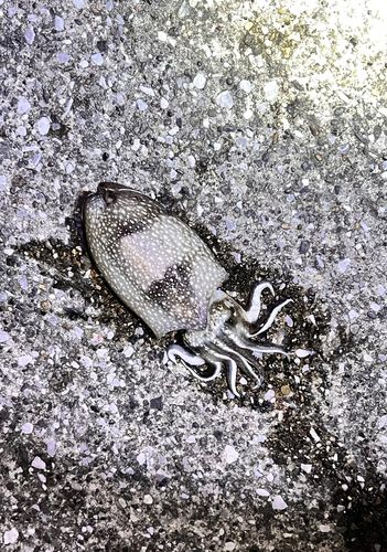 シリヤケイカの釣果