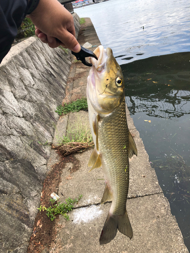 ニゴイの釣果