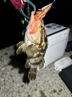 タケノコメバルの釣果