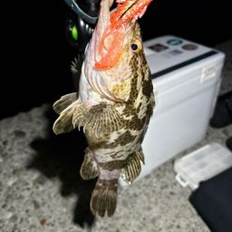 タケノコメバル