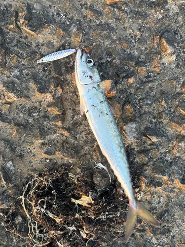 サバの釣果
