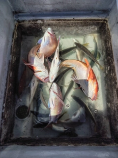 マダイの釣果