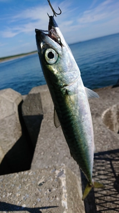 サバの釣果