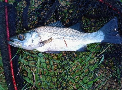 フッコ（ヒラスズキ）