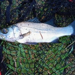 フッコ（ヒラスズキ）