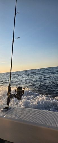 ケンサキイカの釣果