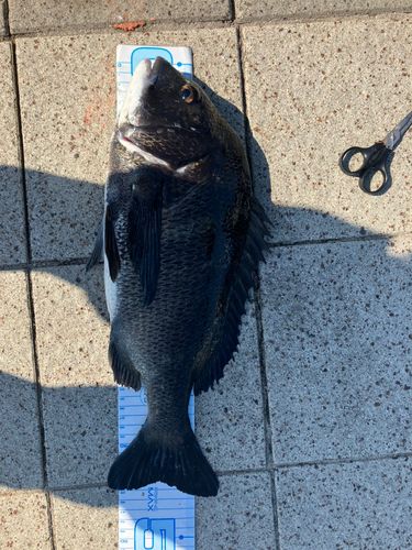 チヌの釣果