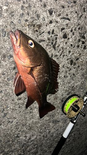 ゴマフエダイの釣果