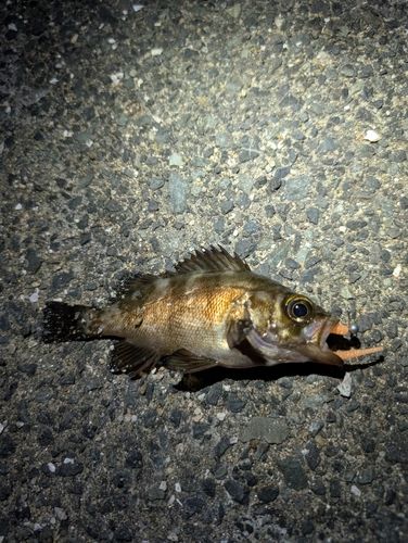 メバルの釣果