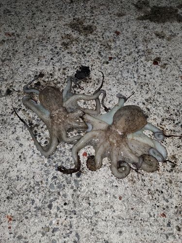 マダコの釣果