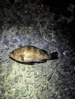 メバルの釣果