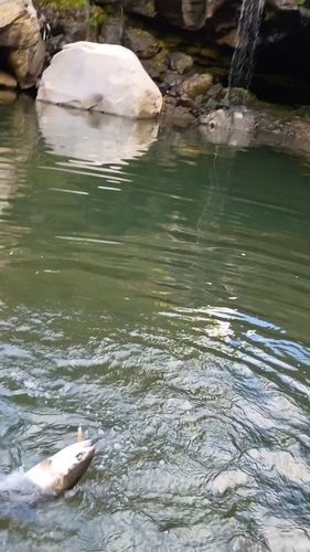 ニジマスの釣果