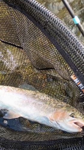 ニジマスの釣果