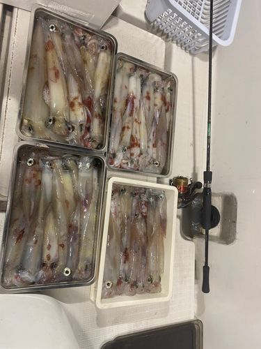 シロイカの釣果