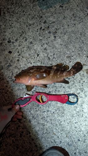 アコウの釣果