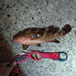アコウ