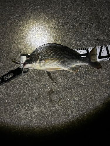 キビレの釣果