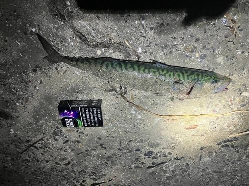 サバの釣果