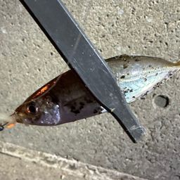 アジ