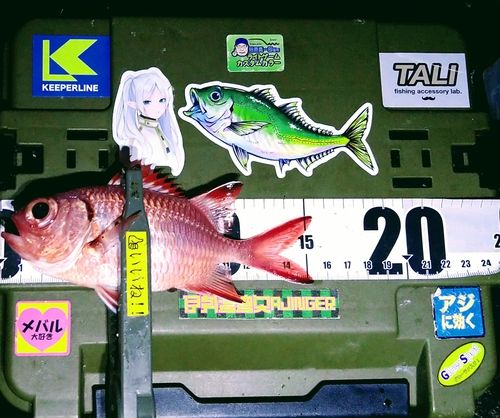 アカマツカサの釣果