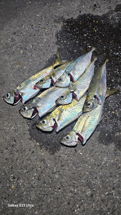 アジの釣果