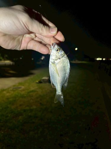 キビレの釣果