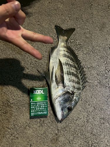 クロダイの釣果