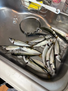 サバの釣果