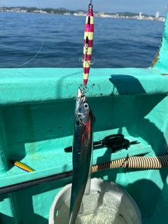 タチウオの釣果