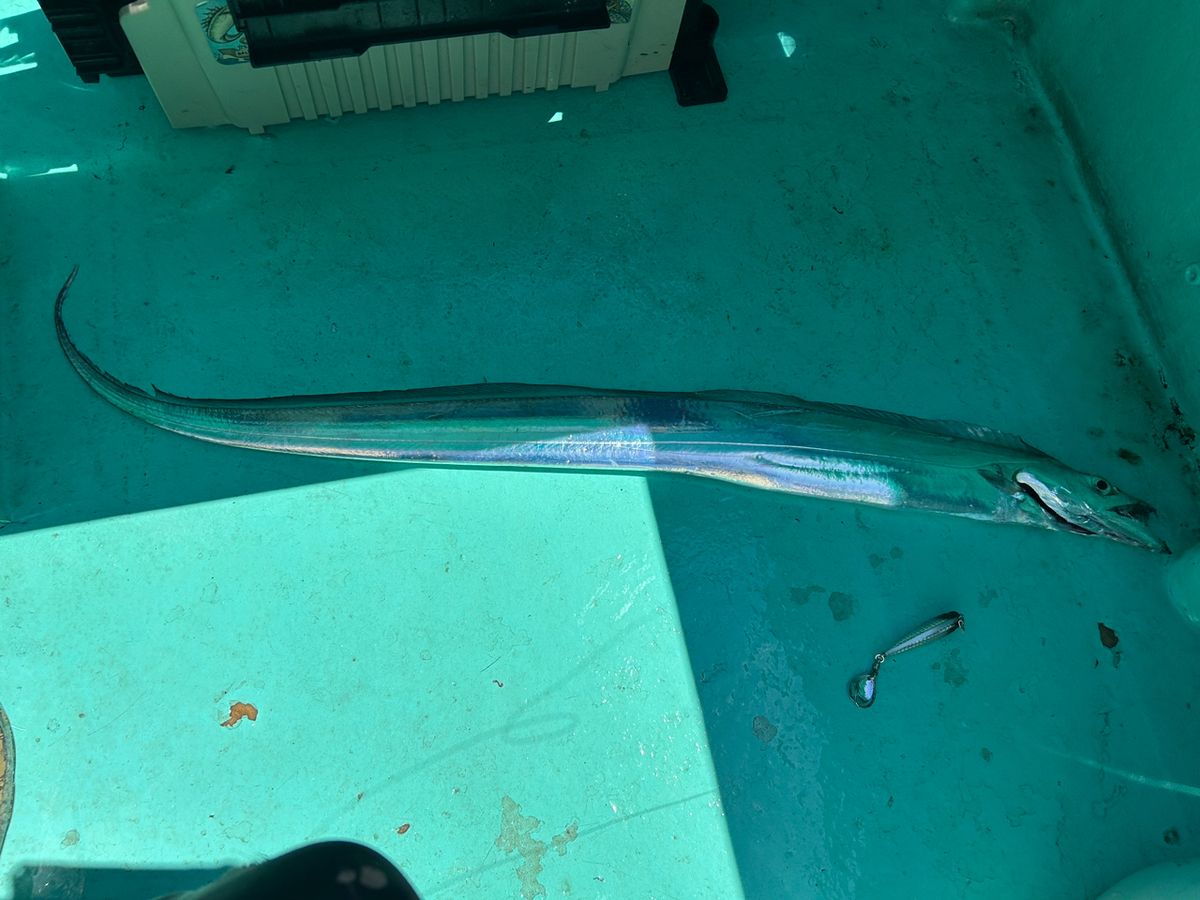 チルグラさんの釣果 2枚目の画像