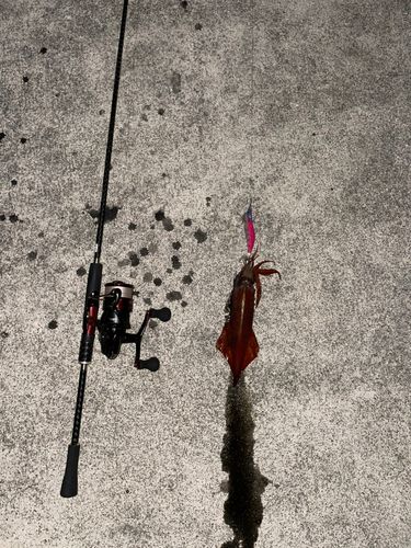 ケンサキイカの釣果