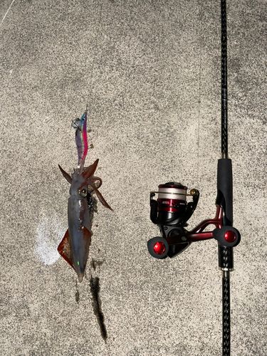 ケンサキイカの釣果